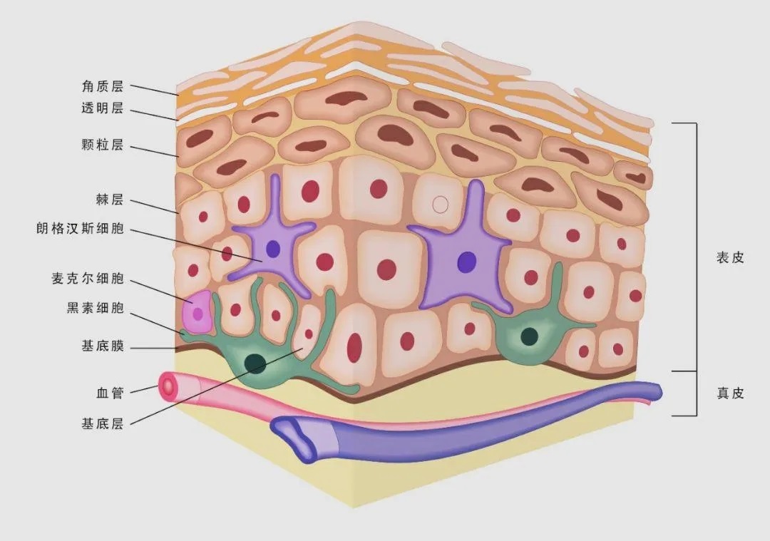 科普在线｜探寻美丽底层的微观奥秘之皮肤结构-聚源生物, image size:1080x759