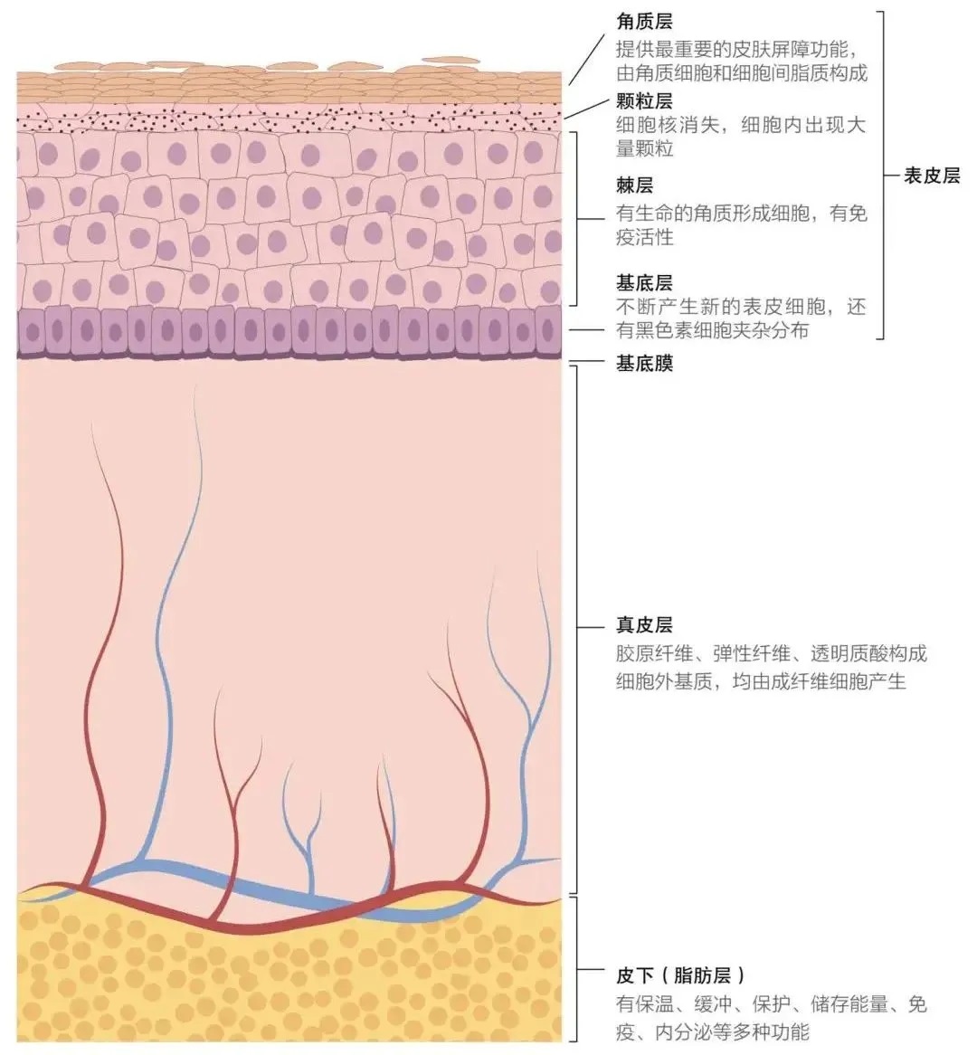 科普在线｜探寻美丽底层的微观奥秘之皮肤结构-聚源生物, image size:1080x1166